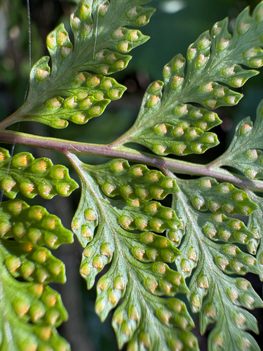 Davallia divaricata, photograph 3