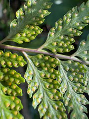 Davallia divaricata, photograph (c) 黃美滿, some rights reserved (CC BY)