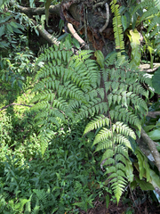 Davallia divaricata