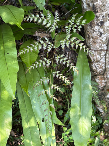 Davallia divaricata, photograph 5