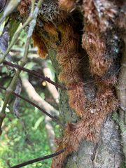 Davallia divaricata, photograph (c) 黃美滿, some rights reserved (CC BY)