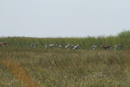 iNaturalist image
