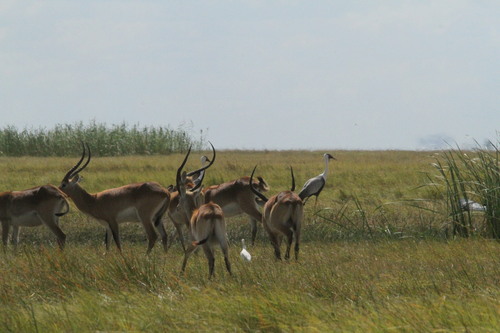 Kafue Lechwe