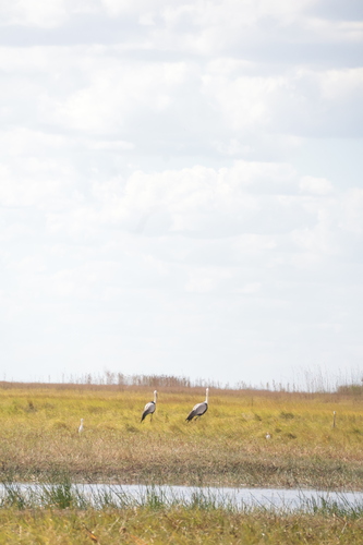 iNaturalist image