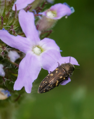 Acmaeodera tubulus