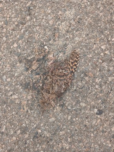 iNaturalist image