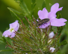 Acmaeodera tubulus