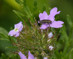 Acmaeodera tubulus