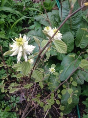 Fothergilla