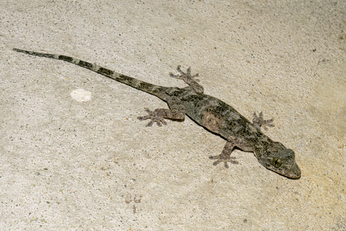 Palm Gecko, Gekko palmatus