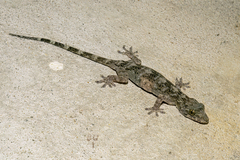 Palm Gecko