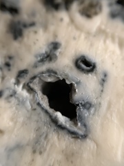 Penicillium roqueforti