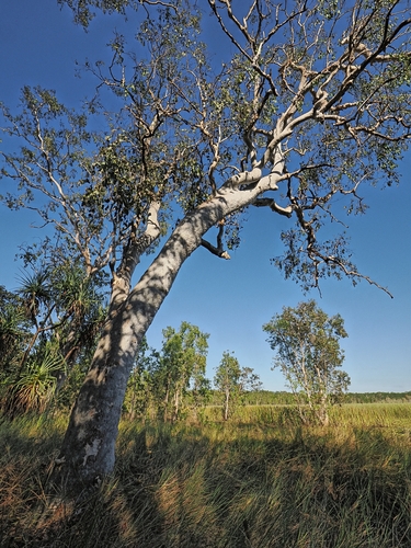 Eucalyptus alba observed 2026-06-24