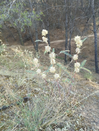 Astragalus alopecuroides