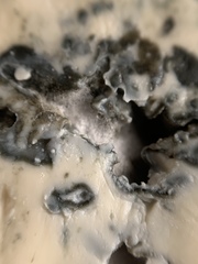 Penicillium roqueforti
