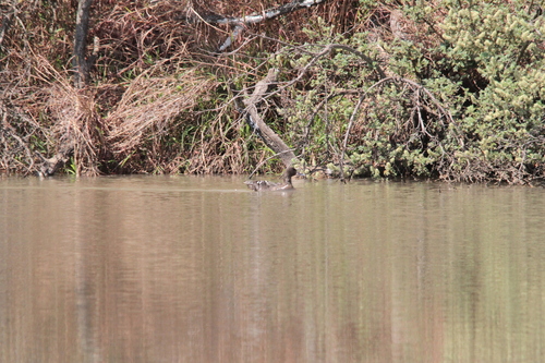 iNaturalist image
