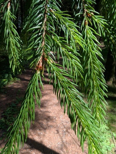 Norway spruce