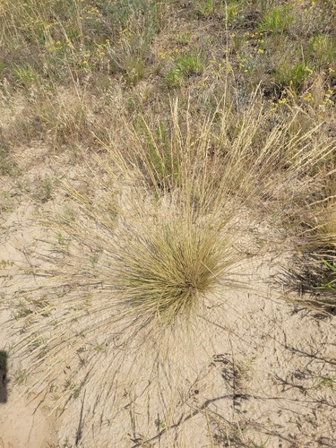 Festuca beckeri, 2026-06-18