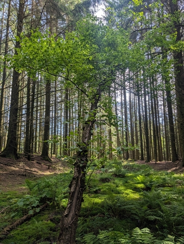 Downy Birch