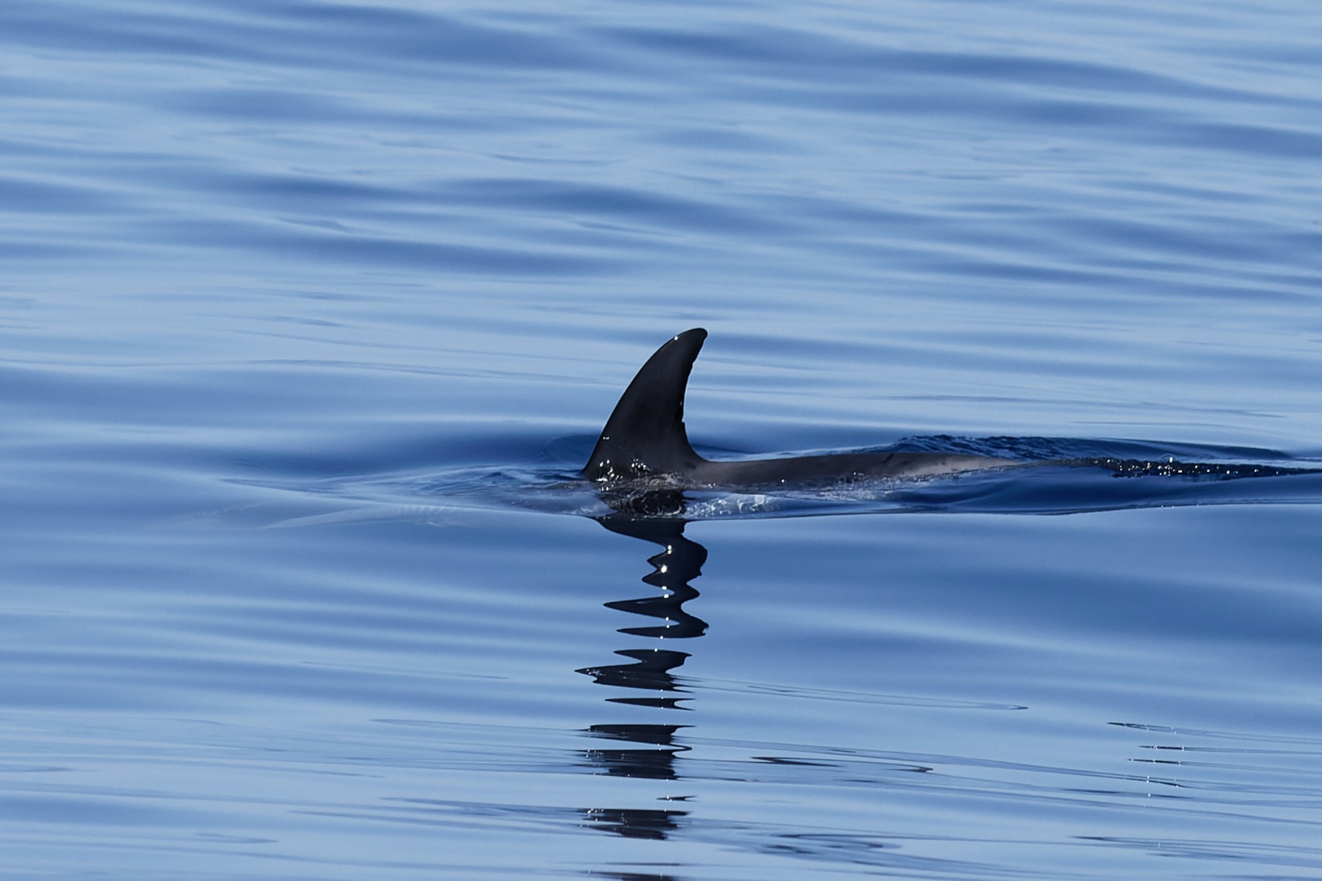 Stenella coeruleoalba