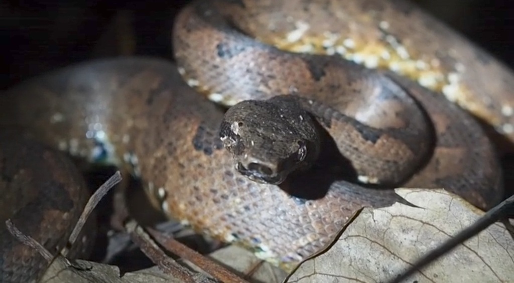 McDowell's Bevelnosed Boa [mcdowelli] (Candoia paulsoni)