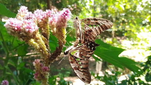Tailed Jay
