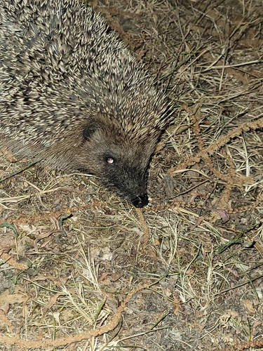 Common Hedgehog
