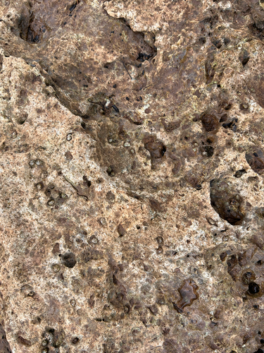 Siphonaria observed 2026-06-04