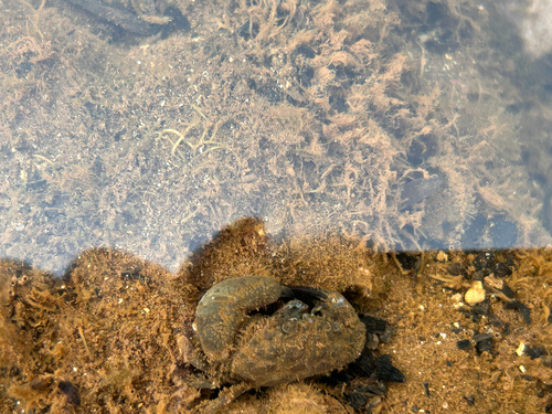 Pilodius areolatus observed 2026-06-04