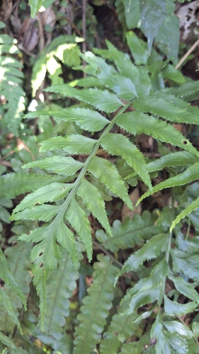 Asplenium wrightii observed 2026-06-24