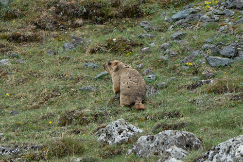 Himalayan Marmot