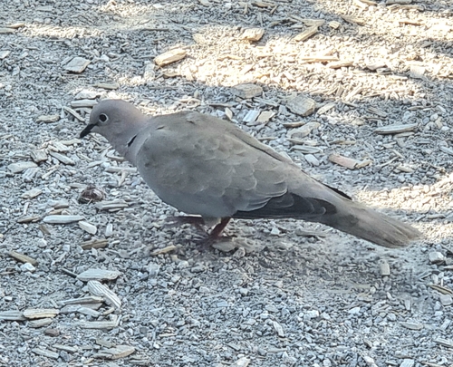 Eurasian Collared-Dove
