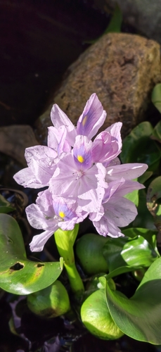 common water hyacinth