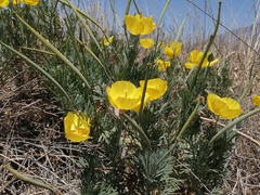 Hunnemannia fumariifolia