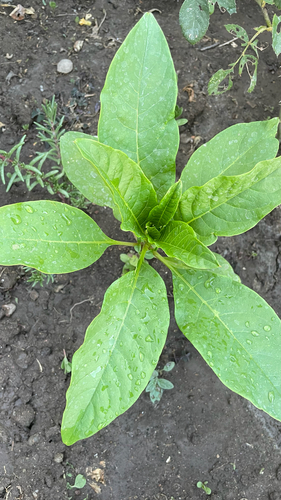 American pokeweed