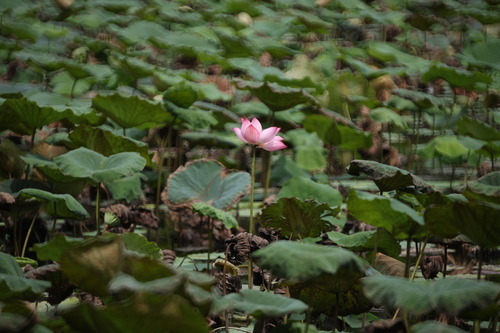 Sacred Lotus