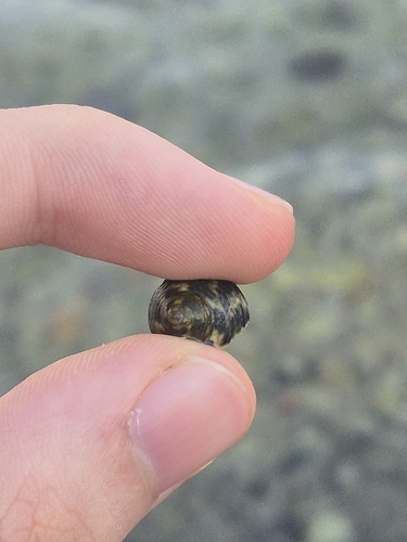 Turbinate Monodont