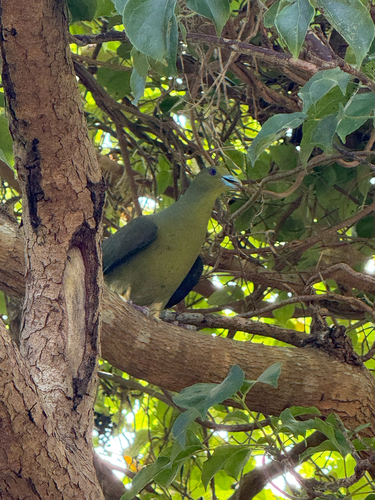 Whistling Green-Pigeon