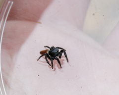 Habronattus decorus