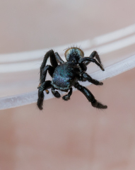Habronattus decorus