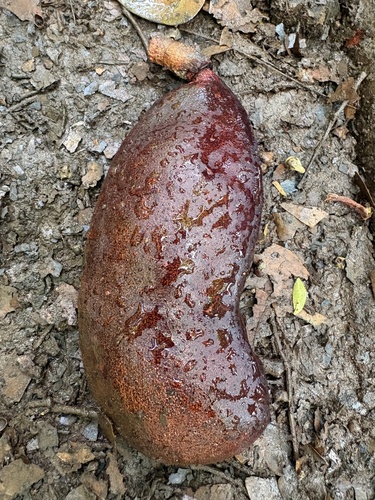 Hymenaea courbaril observed 2026-06-23
