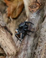 Habronattus decorus