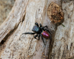 Habronattus decorus