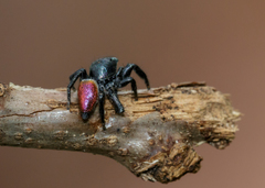 Habronattus decorus