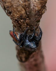 Habronattus decorus