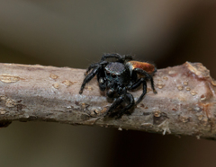 Habronattus decorus