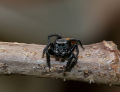 Habronattus decorus