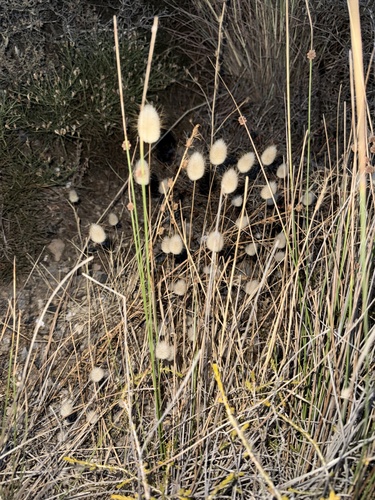 Hare's Tail Grass