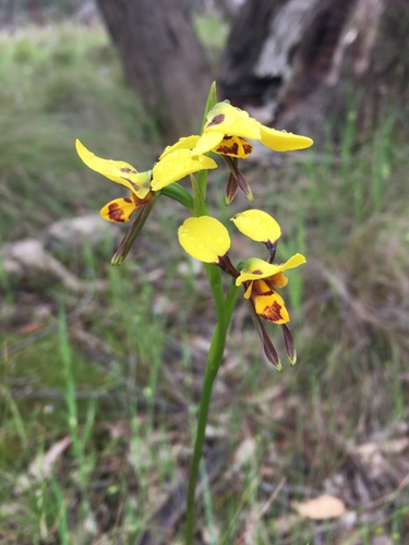 Diuris sulphurea, photograph 5
