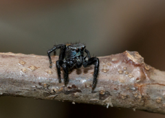 Habronattus decorus